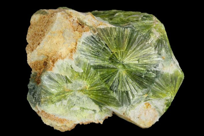 Radiating, Green Wavellite Crystal Aggregation - Arkansas #127134